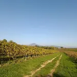 Residenza Gli Agrumi Del Garda - Hébergement de vacances Bardolino